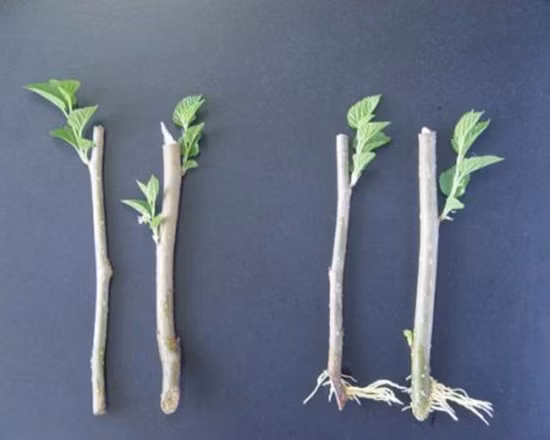 Auxin Iaa Pflanzenwachstumsförderer Indolessigsäure 98 % Tc