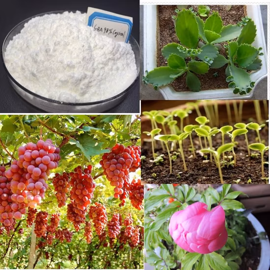 Pflanzenwachstumsregulator Seradix Wurzelhormon 6